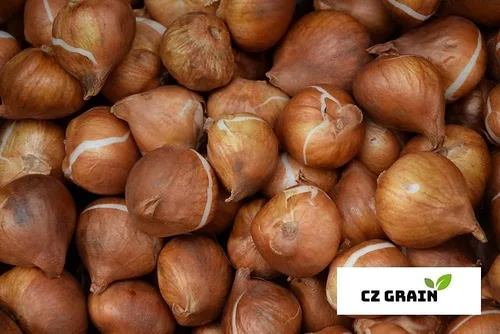 Miniatura 7 de Big Love - Bulbos de tulipán rosa para plantar, fáciles de cultivar (20 bombillas)