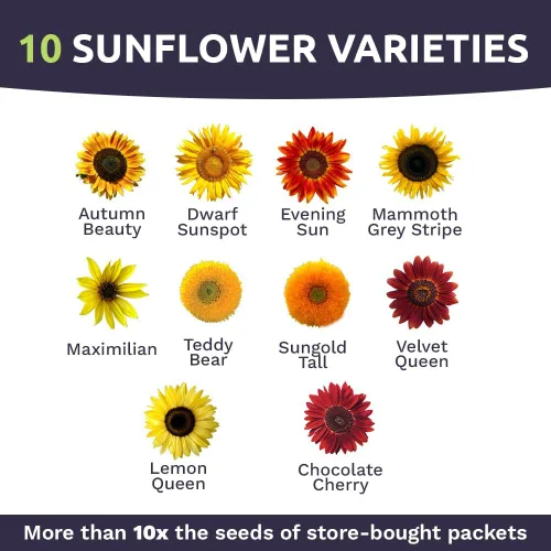 Miniatura 4 de Semillas de girasol a granel, variedad de 10 tipos de hermosos girasoles, bolsa de 1/4 de libra, semillas de girasol polinizadas abiertas