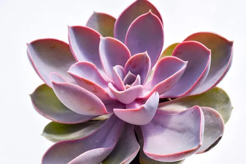Miniatura 2 de Planta suculenta Echeveria viva – Suculenta Echeveria de 4 pulgadas totalmente arraigada (perla púrpura) – Mercado de suculentas Echeveria Perla