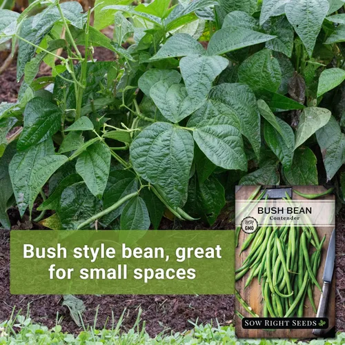 Miniatura 3 de Sow Right Seeds - Semillas de frijol verde Contender Bush para plantar - Paquete de semillas autóctonas sin OMG - Variedad sin hilos para plantar un