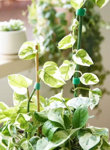 Miniatura 8 de LE TAUCI Lazos para plantas, cinta de jardín para plantas, soporte reutilizable ajustable más grueso para el crecimiento, agarre fuerte, enredaderas