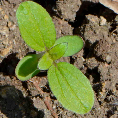 Miniatura 8 de Seed Needs Mezcla de semillas de girasol para plantar Sunset Blend 7 variedades Más de 1000 semillas Helianthus Annuus Heirloom Semillas de flores
