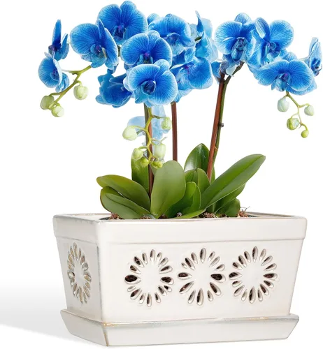 Miniatura 8 de EFISPSS Maceta de orquídea de 10 pulgadas, macetas de cerámica para orquídeas con agujeros, macetas de interior con drenaje y platillo, macetas