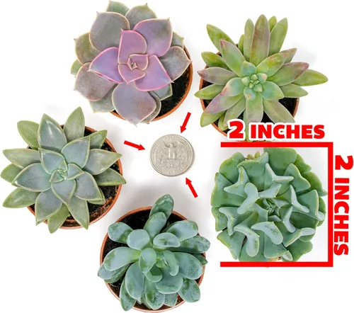 Miniatura 7 de Plantas suculentas vivas (paquete de 6) plantas suculentas en maceta, plantas vivas de interior, plantas de interior vivas, plantas