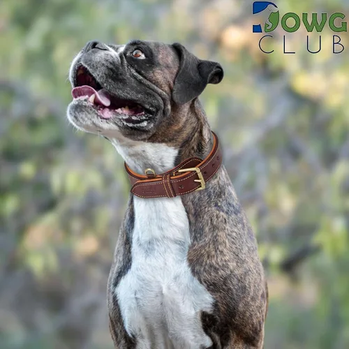 Miniatura 4 de Collar de perro de cuero genuino, grano completo, acolchado interior transpirable, hebilla acolchada, resistente, ajustable para razas pequeñas
