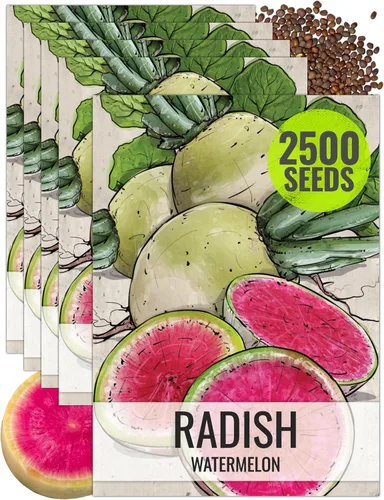 Seed Needs Semillas de rábano para plantar rábanos sandía, reliquia sin OMG y sin tratar, cultiva un huerto cultivado en casa, cultivos para clima