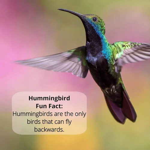 Miniatura 7 de Néctar de colibrí naturalmente fresco con defensor de néctar, concentrado de néctar de colibrí transparente, hace 64 onzas