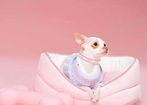 Miniatura 2 de Bling - Collar para perros pequeños, collar de cachorro con diamantes de imitación de diamantes de imitación con purpurina para hembras y gatos