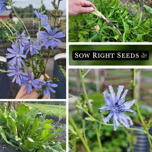 Miniatura 4 de Sow Right Seeds - Semillas de flores de achicoria para plantar - Semillas de reliquia sin OMG con instrucciones para cultivar - Flores silvestres