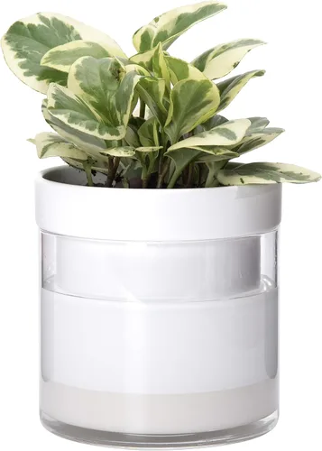 Miniatura 24 de Maceta Phoenix Vine de 6 Pulgadas con Riego Automático, Maceta de Arcilla Terracota con Reservario de Vidrio para Plantas de Interior, Hierbas
