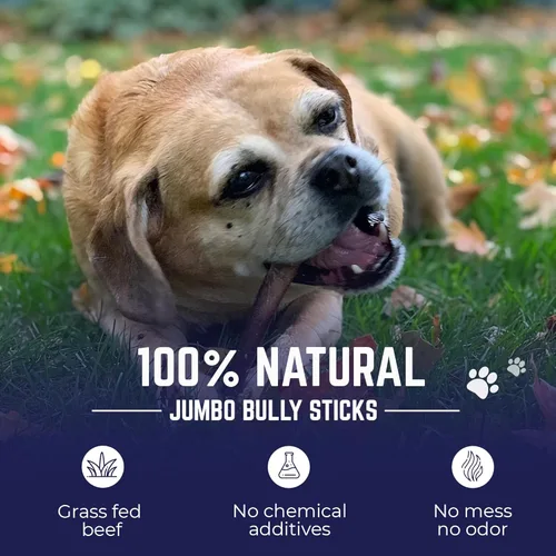 Miniatura 2 de Devil Dog Pet Co. Palitos Bully Trenzados para Perros – Paquete de 3 Golosinas Masticables de 6 Pulgadas, 100% Naturales, de un Solo Ingrediente