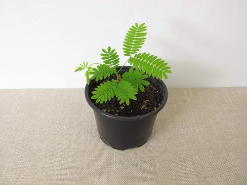 Miniatura 3 de Albizia julibrissin Rosea Árbol de Seda Persa Rosa 30 Semillas (Albizia julibrissin f. rosea)