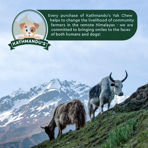 Miniatura 9 de KATHMANDU'S Auténticos masticables de queso de yak para perros del Himalaya, golosinas nutricionales naturales y ricas en proteínas, masticables