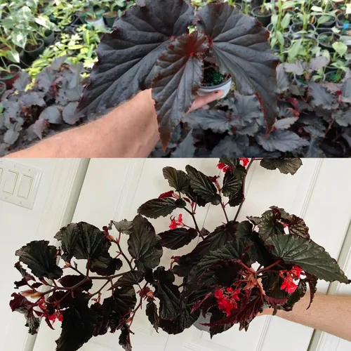Miniatura 3 de Juego de 2 plantas vivas de begonia, plantas raras de begonia para colgar, canasta colgante ornamental de 5"-9" de alto (Ala de Ángel Negro)