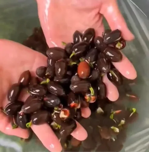 Miniatura 9 de 25 semillas de loto bonsái, tazón de semillas de loto, flor de lirio de agua. Mezcla acuática comestible, semillas de loto ideales para principiantes