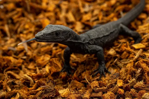 Miniatura 5 de RediChip - Ropa de cama de reptiles, sustrato de chips de coco mediano suelto, 12 cuartos de galón, mantillo de cáscara de coco para hábitat