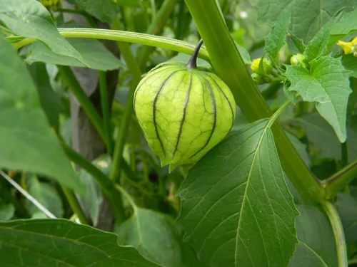 Miniatura 2 de Vegetal Cape Gooseberry Goldenberry Green Physalis - 150 Semillas