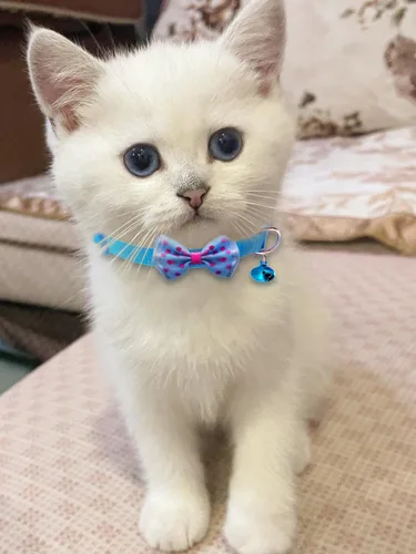 Miniatura 2 de 16 piezas de lindos collares para gatos con campanas - Collares separables para niñas y gatitos pequeños - Rosa, diseño de moño - Accesorios