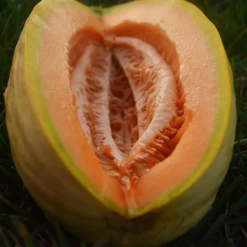 Miniatura 4 de Melón de plátano - 25 semillas - Variedad de reliquia y polinizada abierta, dulce y fácil de cultivar, semillas de frutas y verduras sin OMG
