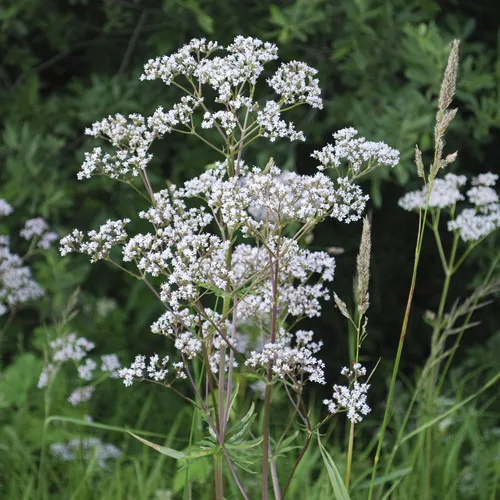 Miniatura 2 de Outsidepride Semillas de anís Pimpinella, 1000 piezas anuales fáciles de cultivar, dulces y altamente aromáticas semillas de hierbas ornamentales