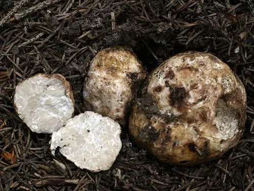 Miniatura 5 de Más de 100 hongos de trufa blanca Esporas de desove micelio - Gris hongo