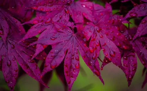 Miniatura 6 de Bloodgood Árbol de arce japonés rojo - Planta viva de 2 años - Acer palmatum 'Bloodgood' por - Japanese Maples and Evergreens