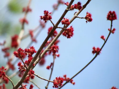 Miniatura 5 de Arce Rojo del Norte Semillas Premium Acer rubrum 'Fall' Plants'® (Premium Seeds, 50)