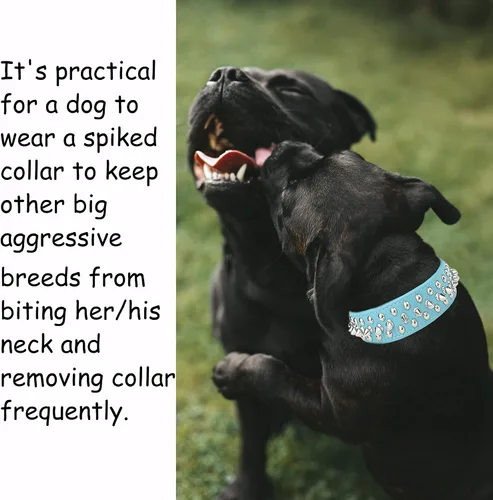 Miniatura 2 de TEEMERRYCA Collares para perro, ajustables, de piel de microfibra con púas punzantes y una pelota chillona de regalo, para mascotas pequeñas, Azul