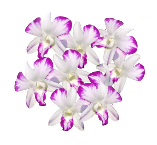 Miniatura 14 de Miami Fresh Orchid Flower OrchidClub USA Sunne Tropical Cabeza de floración suelta DIY Lei comida bebida decoración púrpura (2 x 50 púrpura)