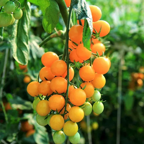 Miniatura 43 de Eden Brothers Semillas de tomate – Semillas de caqui sin OMG para plantar, paquete Semillas de vegetales de bajo mantenimiento, plantas durante