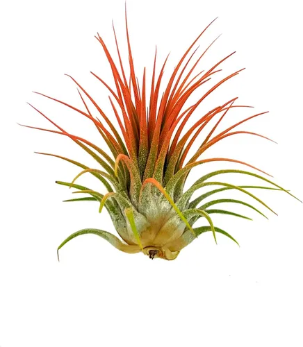 ragnaroc Plantas de aire Tillandsia Ionantha, Regular 2-3 pulgadas - 1 unidad - Color orgánico mejorado - Llegada en vivo garantizada - Plantas de