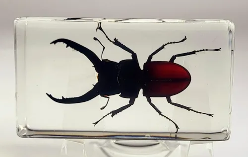 Miniatura 17 de Escarabajo británico Chafer de rosa real de 1.732 pulgadas en resina de lucita cristalina, muestra preservada de cetonia aurata, insectos