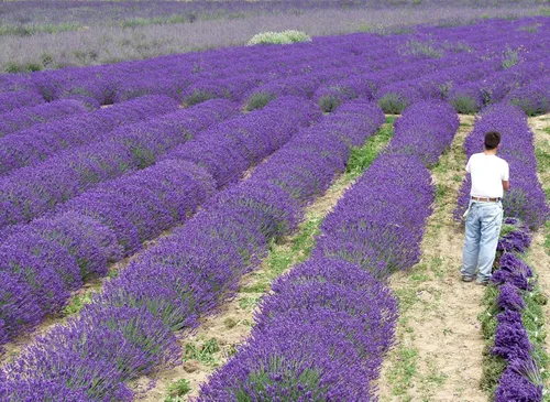 Miniatura 2 de Plantas de lavanda, lavanda, (Lavender Provence)