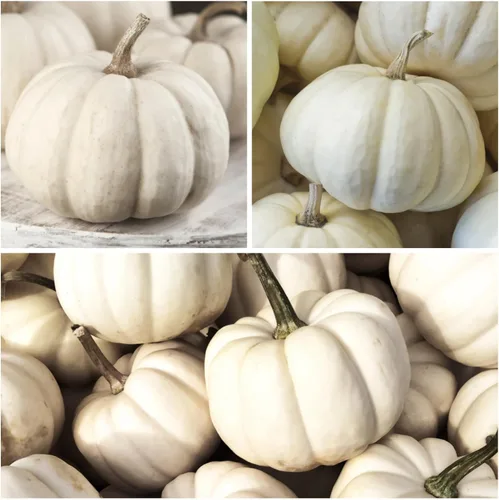 Miniatura 7 de Seed Needs Semillas de calabaza para plantar una colección de mini calabazas, reliquia sin OMG y semillas de calabaza sin tratar para plantar un