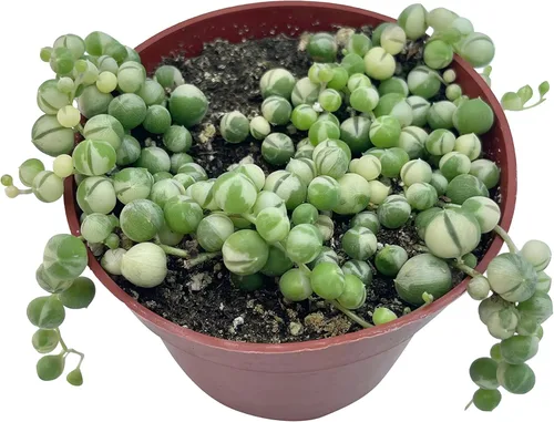 Miniatura 8 de Suculenta Viva Cadena de perlas abigarradas de 4 pulgadas, plantas suculentas vivas, plantas suculentas totalmente enraizadas, planta colgante