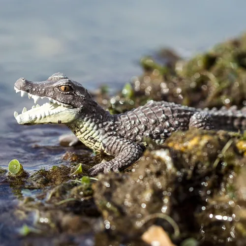 Miniatura 7 de Safari Ltd. Figura de caimán – Figura realista de reptil de 5 pulgadas – Juguete educativo para niños, niñas y niños a partir de 3 años