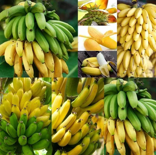 Miniatura 5 de Semillas de frutas para plantar - Semillas de frutas de jardín (caqui americano - 10 semillas)