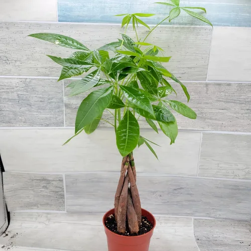 Planta de árbol de dinero, también conocida como Pachira aquatica, plantas de interior tropicales exóticas vivas en maceta de 4 pulgadas, decoración