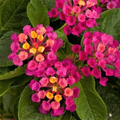 Miniatura 2 de Lantana - Planta viva para plantar al aire libre, juego de 2 plantas Lantana vivas, de 4 a 7 pulgadas de alto, plantas perennes Lantana, listas