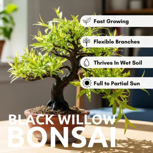 Miniatura 6 de Corte de árbol bonsái de sauce negro para cultivar, ramas oscuras, crecimiento rápido, bueno para entrenamiento, fácil de enraizar