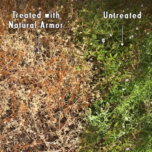 Miniatura 5 de Natural Armor Fórmula concentrada totalmente natural para eliminar malezas y hierbas. No contiene glifosato (1 caja de repuestos de 4 galones)