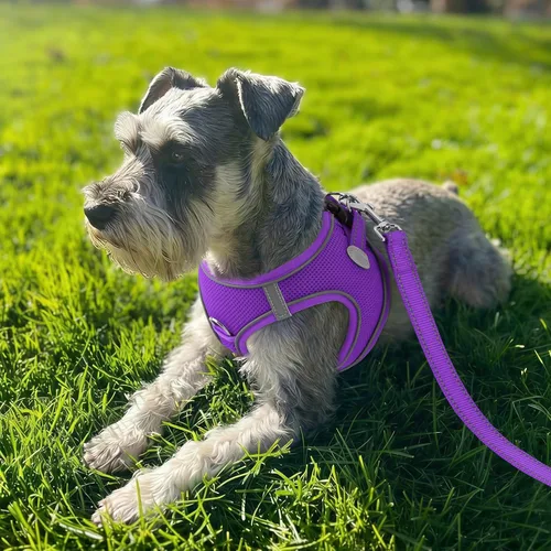 Miniatura 2 de Joytale Arnés para perro pequeño, chaleco de malla transpirable, arnés acolchado suave reflectante para perro de tamaño pequeño para caminar, Púrpura