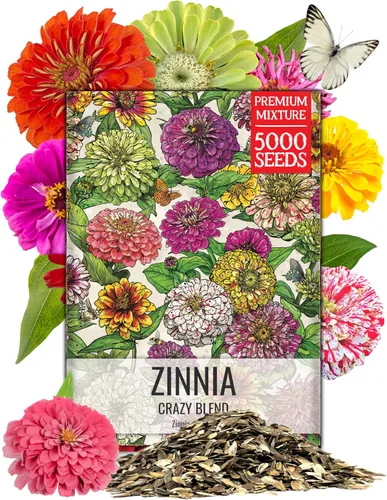 Miniatura 11 de Seed Needs Mezcla de semillas de girasol para plantar Sunset Blend 7 variedades Más de 1000 semillas Helianthus Annuus Heirloom Semillas de flores