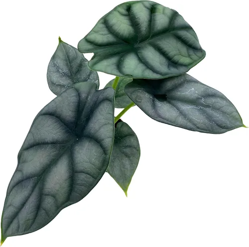Miniatura 7 de BubbleBlooms Alocasia Silver Dragon, Alocasia Baginda, Joya Alocasia, oreja de elefante dragón plateado en maceta de 2 pulgadas