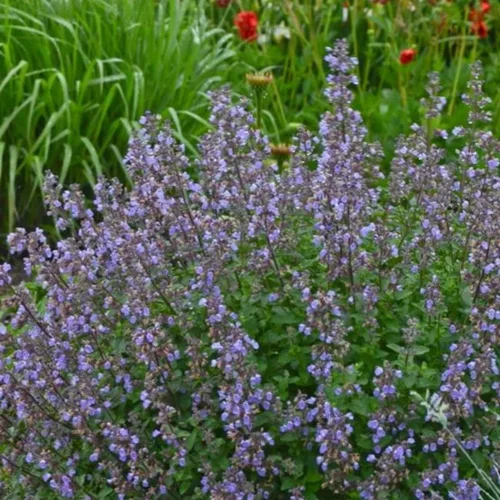 Miniatura 5 de Catmint Seeds- 'Blue Wonder'-(Nepeta Mussinii)-Compactas, tolerantes al calor, perenne (50 semillas)