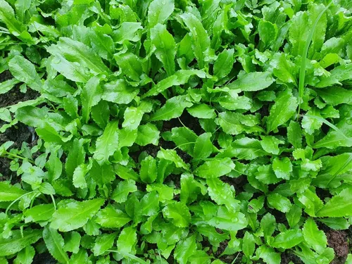 Miniatura 2 de Más de 3500 semillas de culantro - Ngò GAI - Hierba de diente de sierra - Cilantro mexicano - Cilantro largo - Recao - Semillas de fitweed