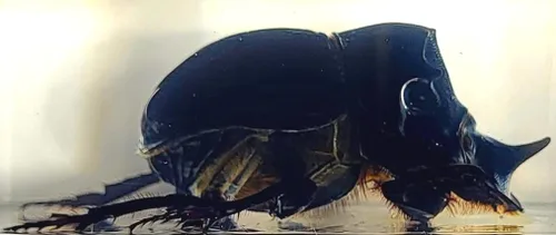 Miniatura 27 de Escarabajo británico Chafer de rosa real de 1.732 pulgadas en resina de lucita cristalina, muestra preservada de cetonia aurata, insectos