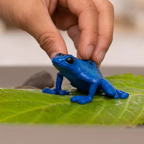 Miniatura 2 de Schleich Wild Life - Juguetes de selva tropical de animales salvajes para niños, juguete de rana de dardos venenosos, azul, edades 3+