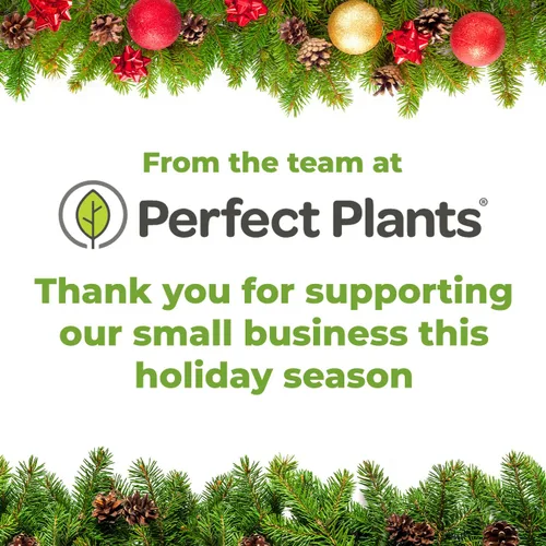 Miniatura 9 de Perfect Plants Conservador de Árbol de Navidad 8oz. Alimento Conservador de Árboles de Navidad Fácil de Usar Ten Árboles de Navidad Verdes