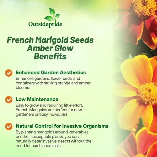 Miniatura 3 de Outsidepride 100 semillas anuales Tagetes Patula Francesa Marigold Amber Glow Garden Flower Seeds para plantar
